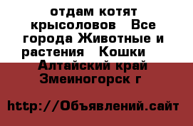 отдам котят крысоловов - Все города Животные и растения » Кошки   . Алтайский край,Змеиногорск г.
